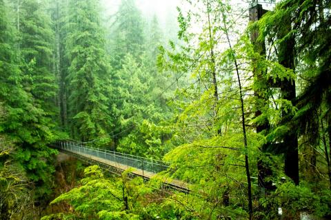 Oregon Drift Creek